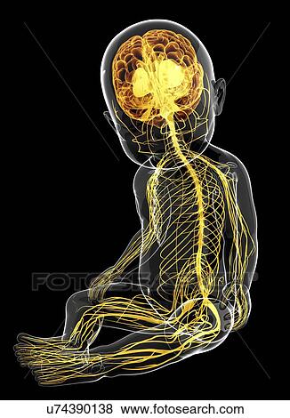 Baby's nervous system, artwork View Large Illustration Stock Illustration - Baby's nervous system, artwork. Fotosearch