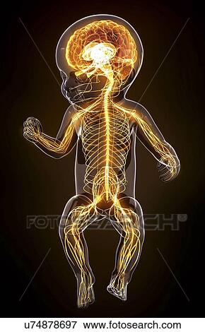 Stock Illustration - Baby's nervous system, artwork. Fotosearch