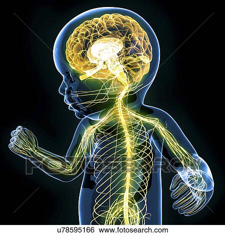 Baby's nervous system, artwork View Large Illustration Stock Illustration - Baby's nervous system, artwork. Fotosearch