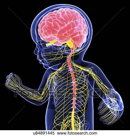 Stock Illustration - Baby's nervous system, artwork. Fotosearch