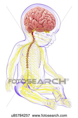 Stock Illustration - Baby's nervous system, artwork. Fotosearch