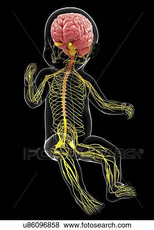 Baby's nervous system, artwork View Large Illustration Stock Illustration - Baby's nervous system, artwork. Fotosearch