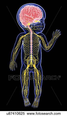Stock Illustration - Baby's nervous system, artwork. Fotosearch