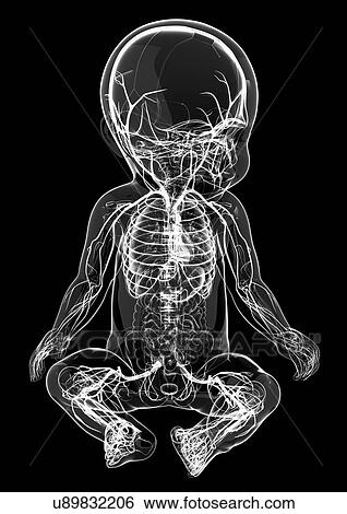 Baby's nervous system, artwork View Large Illustration Stock Illustration - Baby's nervous system, artwork. Fotosearch