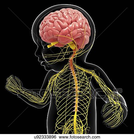 Baby's nervous system, artwork View Large Illustration Stock Illustration - Baby's nervous system, artwork. Fotosearch
