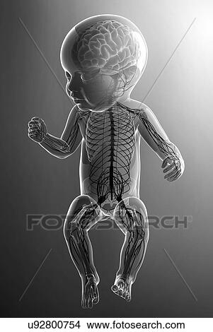 Stock Illustration - Baby's nervous system, artwork. Fotosearch