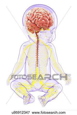 Stock Illustration - Baby's nervous system, artwork. Fotosearch
