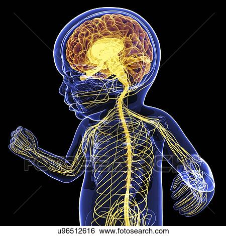 Baby's nervous system, artwork View Large Illustration Stock Illustration - Baby's nervous system, artwork. Fotosearch