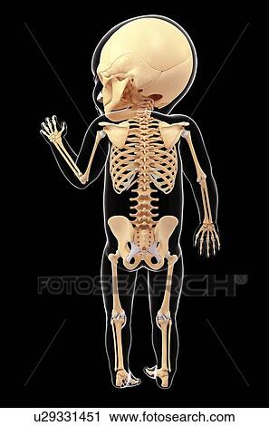 Baby's skeletal system, artwork View Large Illustration Clip Art - Baby's skeletal system, artwork. Fotosearch