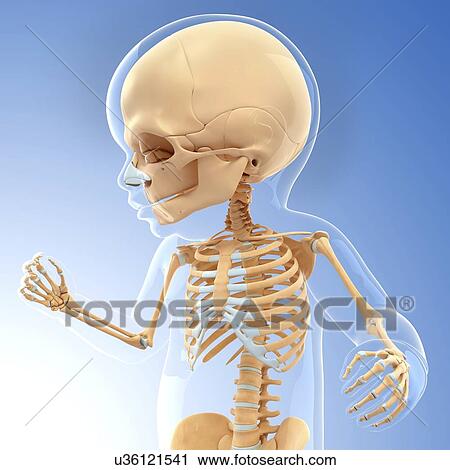 Clip Art - Baby's skeletal system, artwork. Fotosearch