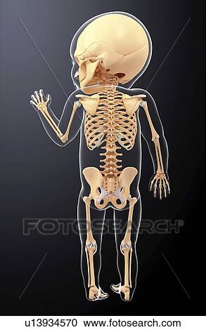 Clipart - Baby's skeletal system, artwork. Fotosearch