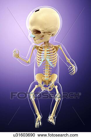 Clipart - Baby's skeletal system, artwork. Fotosearch