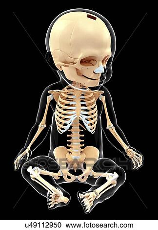 Clipart - Baby's skeletal system, artwork. Fotosearch
