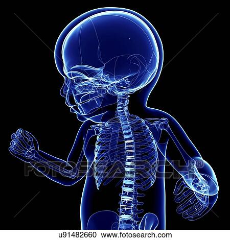Baby's skeletal system, artwork View Large Illustration Clipart - Baby's skeletal system, artwork. Fotosearch