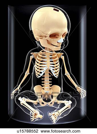 Baby's skeletal system, artwork View Large Illustration Drawing - Baby's skeletal system, artwork. Fotosearch