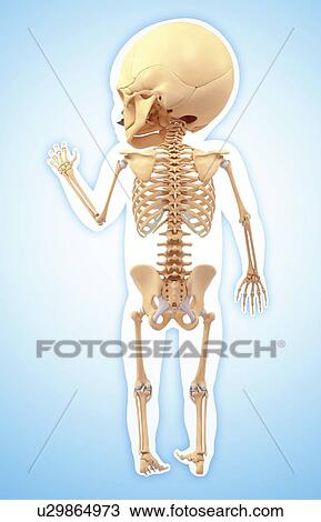 Drawing - Baby's skeletal system, artwork. Fotosearch