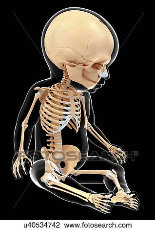 Drawing - Baby's skeletal system, artwork. Fotosearch