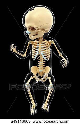 Baby's skeletal system, artwork View Large Illustration Drawing - Baby's skeletal system, artwork. Fotosearch