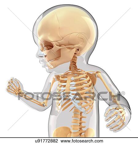Baby's skeletal system, artwork View Large Illustration Drawing - Baby's skeletal system, artwork. Fotosearch