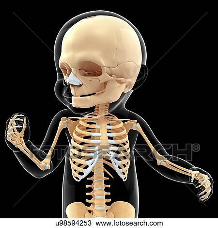 Baby's skeletal system, artwork View Large Illustration Drawing - Baby's skeletal system, artwork. Fotosearch