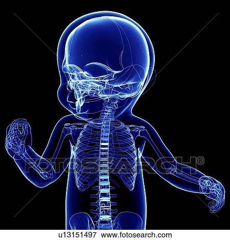 Stock Illustration - Baby's skeletal system, artwork. Fotosearch