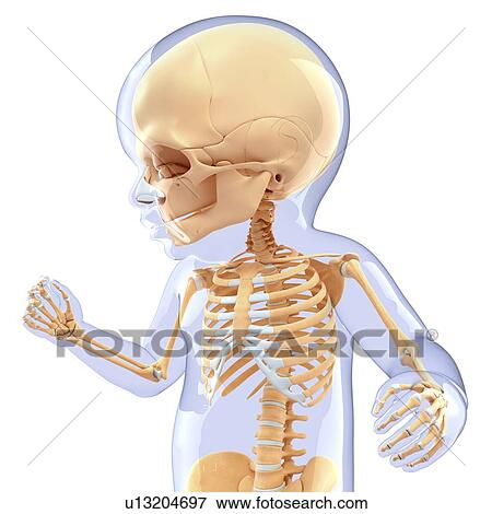 Baby's skeletal system, artwork View Large Illustration Stock Illustration - Baby's skeletal system, artwork. Fotosearch