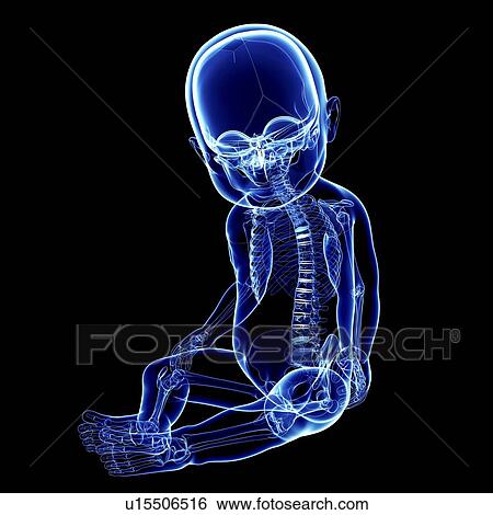 Stock Illustration - Baby's skeletal system, artwork. Fotosearch