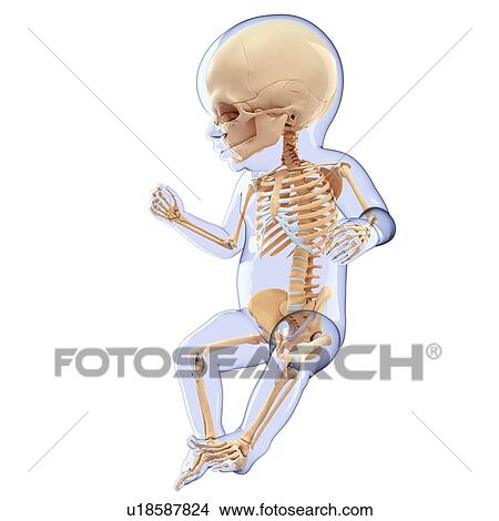 Stock Illustration - Baby's skeletal system, artwork. Fotosearch