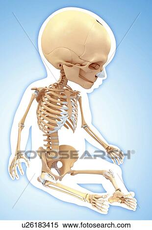 Baby's skeletal system, artwork View Large Illustration Stock Illustration - Baby's skeletal system, artwork. Fotosearch