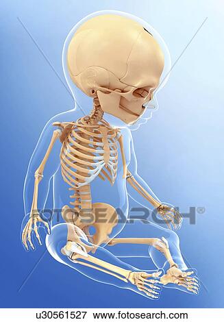 Baby's skeletal system, artwork View Large Illustration Stock Illustration - Baby's skeletal system, artwork. Fotosearch