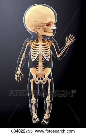 Baby's skeletal system, artwork View Large Illustration Stock Illustration - Baby's skeletal system, artwork. Fotosearch
