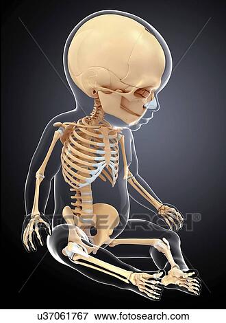 Stock Illustration - Baby's skeletal system, artwork. Fotosearch