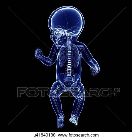Baby's skeletal system, artwork View Large Illustration Stock Illustration - Baby's skeletal system, artwork. Fotosearch