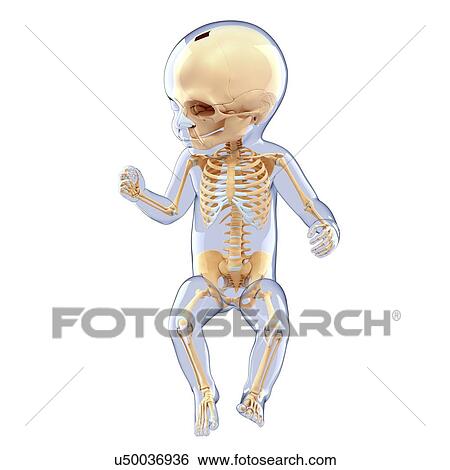 Baby's skeletal system, artwork View Large Illustration Stock Illustration - Baby's skeletal system, artwork. Fotosearch