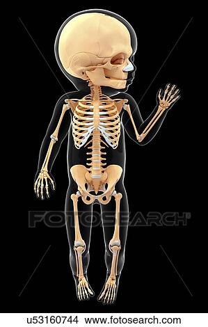 Stock Illustration - Baby's skeletal system, artwork. Fotosearch