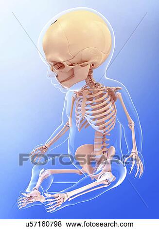 Baby's skeletal system, artwork View Large Illustration Stock Illustration - Baby's skeletal system, artwork. Fotosearch