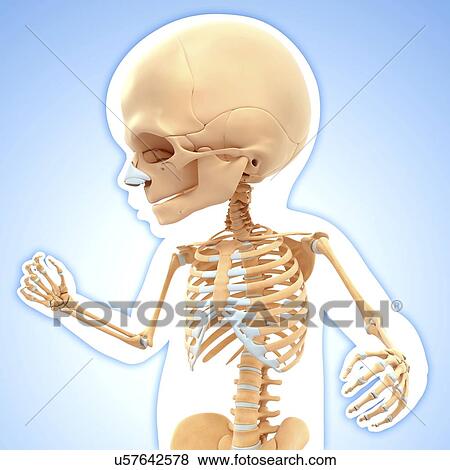 Baby's skeletal system, artwork View Large Illustration Stock Illustration - Baby's skeletal system, artwork. Fotosearch