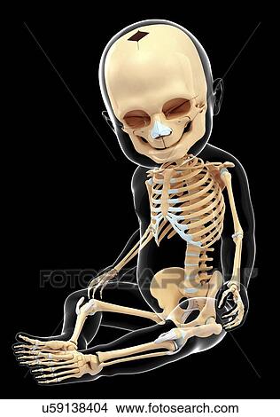 Baby's skeletal system, artwork View Large Illustration Stock Illustration - Baby's skeletal system, artwork. Fotosearch