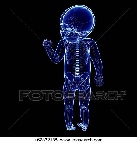 Baby's skeletal system, artwork View Large Illustration Stock Illustration - Baby's skeletal system, artwork. Fotosearch