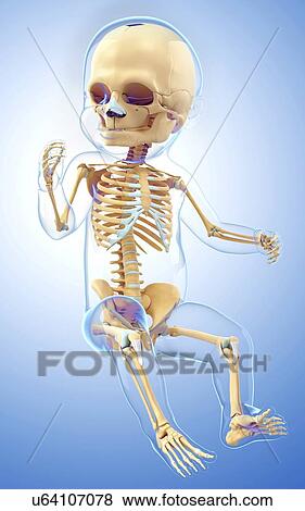 Baby's skeletal system, artwork View Large Illustration Stock Illustration - Baby's skeletal system, artwork. Fotosearch