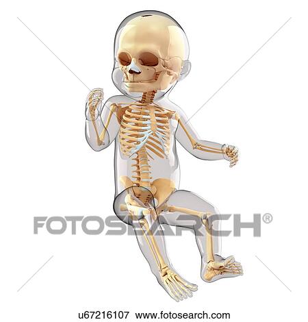 Stock Illustration - Baby's skeletal system, artwork. Fotosearch