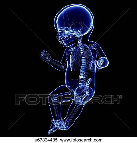 Baby's skeletal system, artwork View Large Illustration Stock Illustration - Baby's skeletal system, artwork. Fotosearch