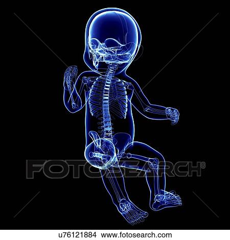 Stock Illustration - Baby's skeletal system, artwork. Fotosearch