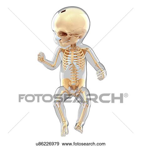 Baby's skeletal system, artwork View Large Illustration Stock Illustration - Baby's skeletal system, artwork. Fotosearch