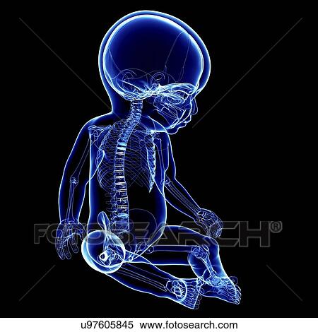 Baby's skeletal system, artwork View Large Illustration Stock Illustration - Baby's skeletal system, artwork. Fotosearch