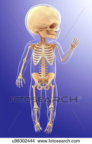 Baby's skeletal system, artwork View Large Illustration Stock Illustration - Baby's skeletal system, artwork. Fotosearch