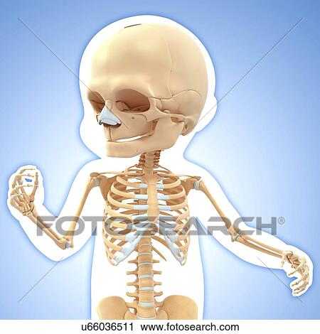 Baby's skull, artwork View Large Illustration Clip Art - Baby's skull, artwork. Fotosearch