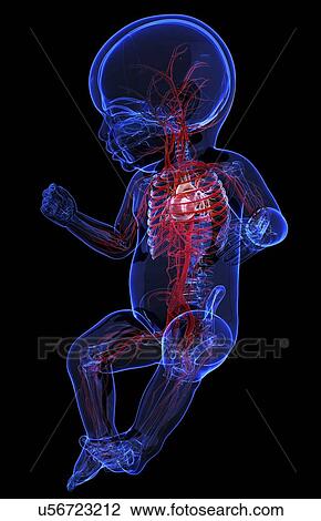 Drawing - Baby's vascular system, artwork. Fotosearch