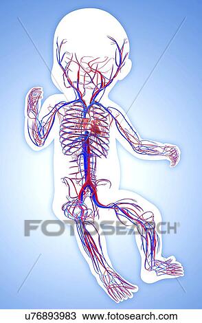 Baby's vascular system, artwork View Large Illustration Drawing - Baby's vascular system, artwork. Fotosearch