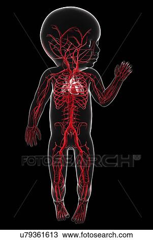 Drawing - Baby's vascular system, artwork. Fotosearch